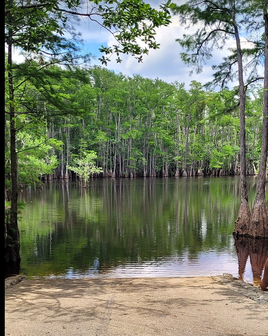 Concrete boat ramp into the Chipola River, lined with cypress trees
